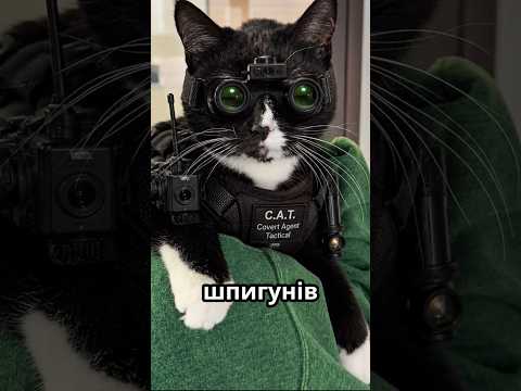 ЯК ЦРУ ВИКОРИСТОВУВАЛИ КОТІВ! #shorts #youtubeshorts #cia #сша #67