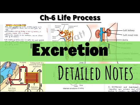 Life Processes|| Topic- EXCRETION|| DETAILED NOTES 🔥Ch-6 Class 10 Science|| Cbse