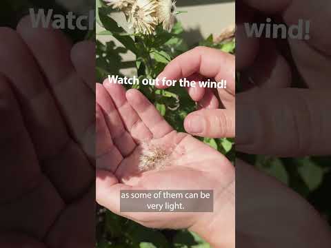 How to Harvest Seeds from Old Flowers | Mitre 10 Easy As Garden