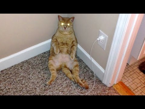 Funniest CATS & KITTENS of all time!