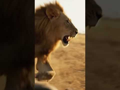 What's REALLY Happening!? LION VS Tourists? 😨