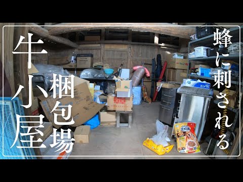 ハチに刺されて手が晴れる 牛小屋をカボスの梱包場に変更!