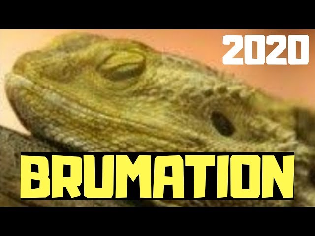 What Is Brumation and How Does It Affect Bearded Dragons?