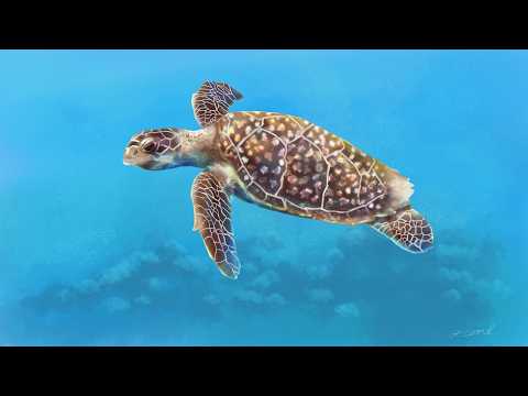 Reptilian Diversity Part 1: Turtles, Tuataras, and Crocodilians