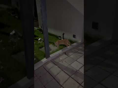 Kucing Puman Mau Pulang Dan Urus Adiknya #cat #nizamkucinglucu #funny #貓咪日常 #cute #imut #貓 #kitten