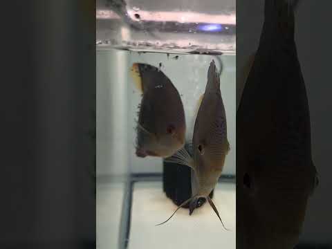blue Scorpion Discus with fry 