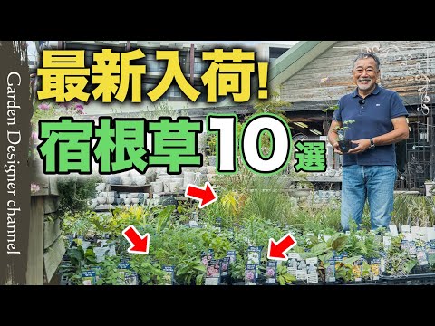 【植えなきゃ損！】秋に植えるべき宿根草が続々入荷！初心者でも簡単な植物を紹介！【Beautiful autumn perennials】