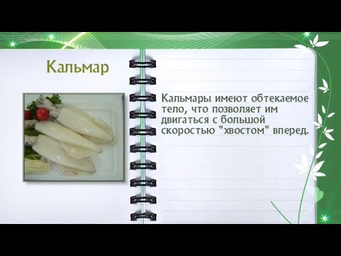 Кулинарная энциклопедия - Кальмар - UC7XBjhXnmmXFsxmnys9PmDQ