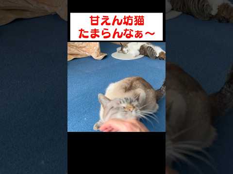 毎朝こんな風に甘えてきます