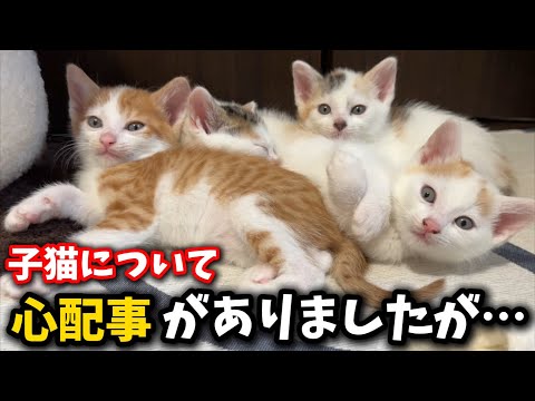 猫の動画サムネイル - 1匹の子猫について凄く心配な事があったのですが…