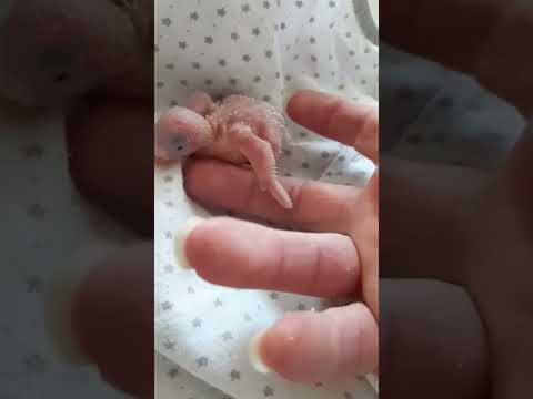 8 gunluk muhabett kusu yavrusu#muhabbetkusu#muhabetkusyavrusu