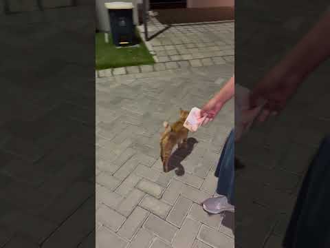 Di Dalam Video Ini Ada Berapa Kucing? #cat #nizamkucinglucu #cute #貓咪日常 #imut #pets #funny #貓