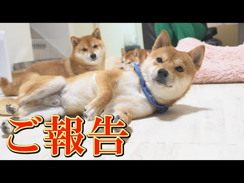 続く原因不明の発作…そして末っ子の柴犬に関してご報告があります。