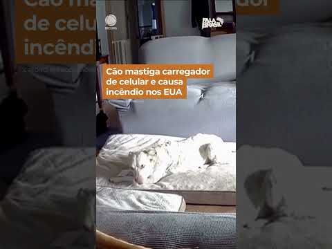 Cão mastiga carregador de celular e causa incêndio nos EUA #shorts