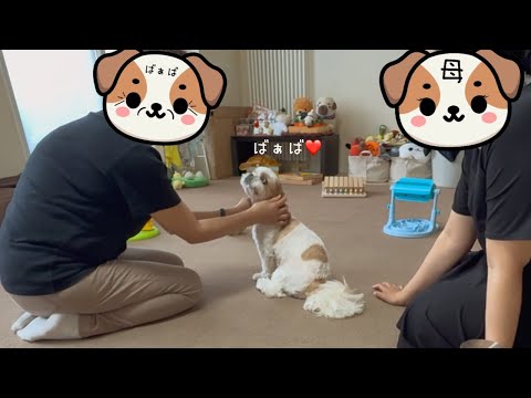 【シーズー】ばぁばの「めんこめんこ」は回復の呪文（？）w w w【犬Vlog】