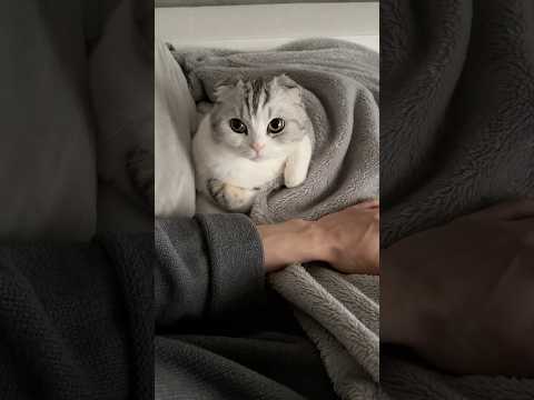 猫の動画サムネイル - 👀 #cat #猫