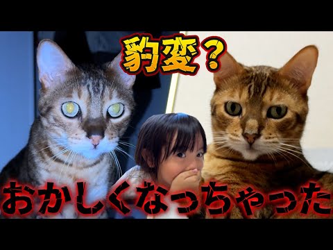 オルがおかしくなっちゃった！？様子が変な猫に怯えてしまう6歳