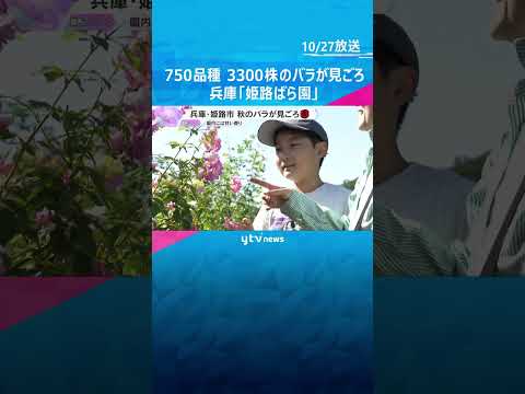 国内外の750品種、3300株のバラが見ごろ　例年より1週間ほど遅れるも園内に甘い香り　兵庫　#shorts　#読売テレビニュース