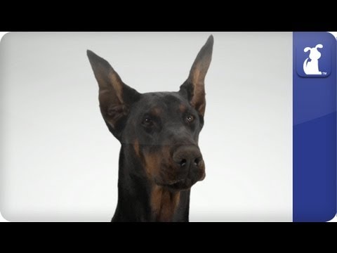 Doglopedia - Doberman Pinscher - UCPIvT-zcQl2H0vabdXJGcpg