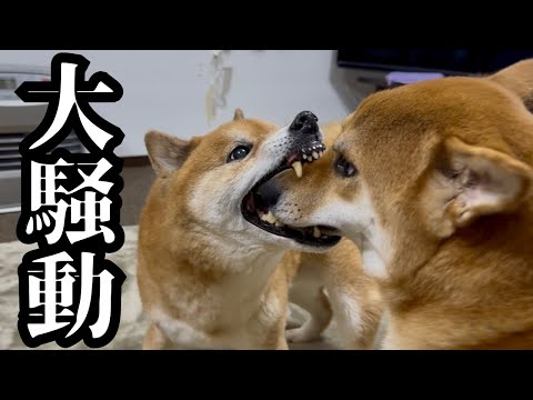 犬の動画サムネイル - 【爆笑】柴犬兄弟の尿検査が大騒動過ぎました