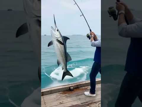 #fishing #marlins #fypシ゚viral ..STRIKE ikan marlin