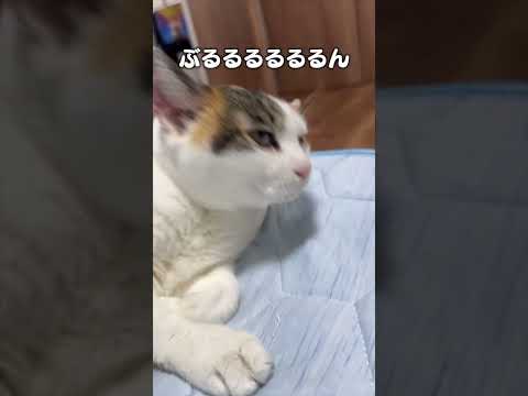 楽しく学べる『なでなでぷるるん』猫あるあるソング サムネイル