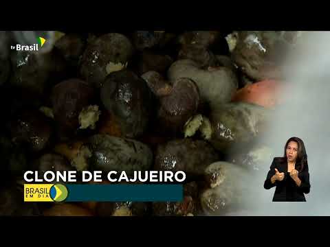 Clone de cajueiro aumenta produtividade e diminui riscos