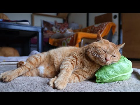 猫の動画サムネイル - たけのこキャベツ枕猫　 250731