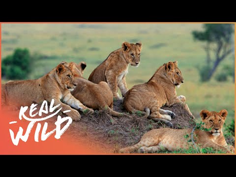 Lions Of Etosha [Lion Pride Survival Documentary] | Wild Things - UCbq-4OJxnziD3awH-aTezeA