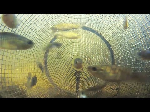 Catching Fish from Inside a Minnow Trap POV 2 - UCes1EvRjcKU4sY_UEavndBw