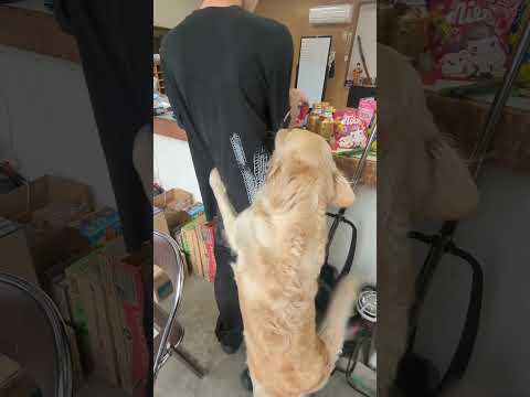 ゴールデンレトリバー子犬の甘えといたずらの日常風景 サムネイル