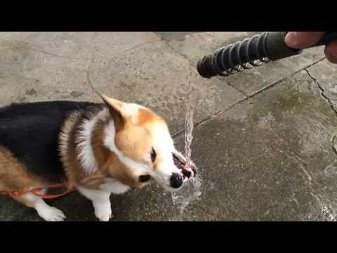 Chloe the Corgi vs. the Hose - iPhone 5s High Speed Test #1 - UCiDJtJKMICpb9B1qf7qjEOA