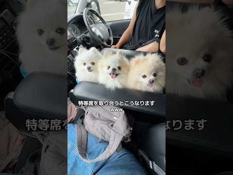 特等席を取り合う3姉妹ポメラニアンはこうなりました