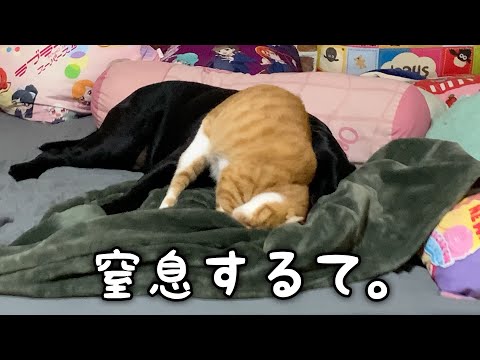 犬が猫にコロされかける。