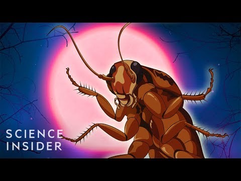 Why Cockroaches Are So Hard To Kill - UC9uD-W5zQHQuAVT2GdcLCvg