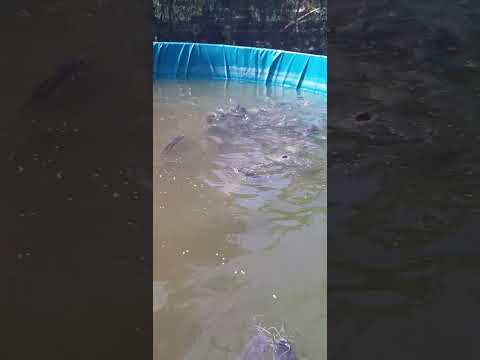 ikan lele full pelet      #bisnislele #kolamikan #tutorialbudidayaikanlele