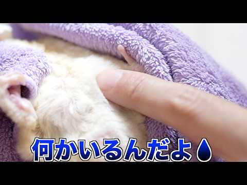 ルナちゃん急遽病院へ