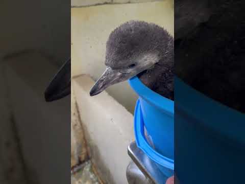 猫の動画サムネイル - 3/30ふ化🐣フンボルトペンギン生後57日目