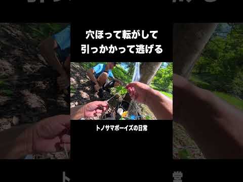 【日常】穴ほって転がして引っかかって逃げる日常。 #shorts #shortvideo #トカゲ #日常 #生物