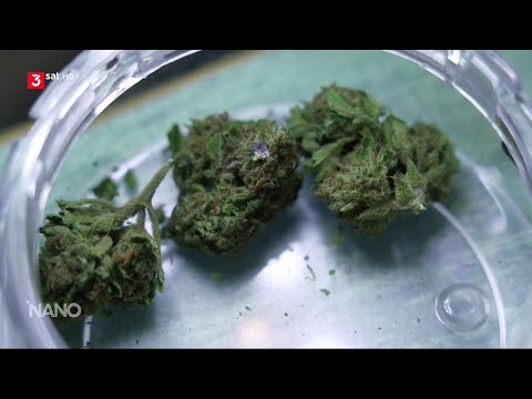 Wie funktioniert ein Cannabis Club? Der Social Club in Zürich | Doku nano | 3sat 2024