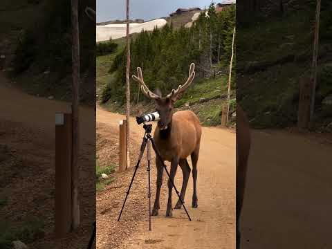 Now that's some high quality elk footage