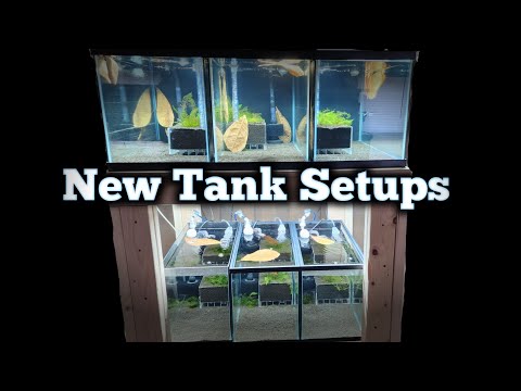 6 New Caridina Shrimp Tank Setups - New Caridina S 6 New caridina shrimp tank setups

Check out my website
http_//markshellyaquatics.com/

My Shrimp
ht