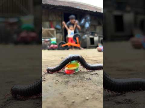 Fascinating, making a stack of Dunkin' Donuts and awaiting the arrival of a millipede #shorts