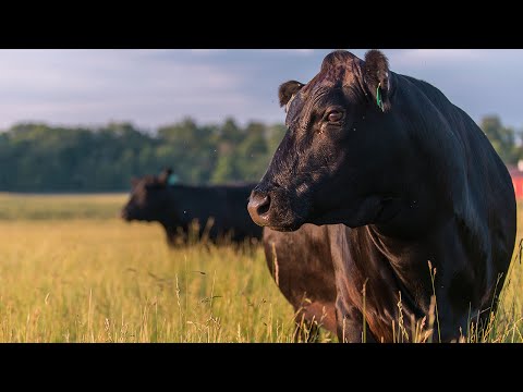 Japan: The Wagyu Mecca | Joseph Decuis