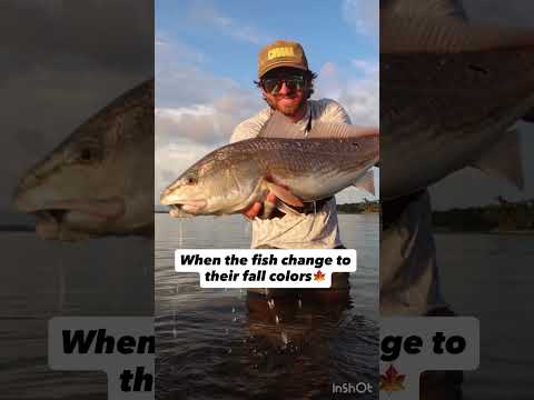 The different shades of Redfish! #flyfishing #fishing #choona #fishingaddict @choonaclothing