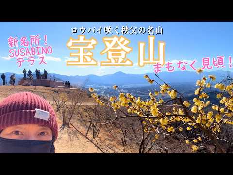 【秩父】春近し！ロウバイ咲く宝登山～宝登山神社とSUSABINOテラス・魅力いっぱいの花ハイク【山さんぽ】