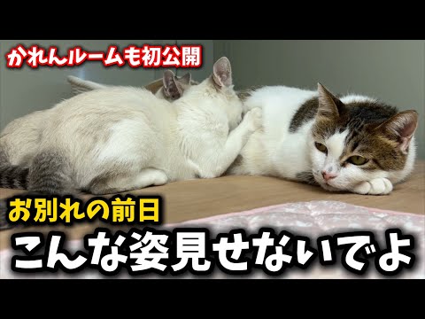 猫の動画サムネイル - 血の繋がりのない親子猫…お別れ前日に見せた奇跡の姿に泪が溢れました