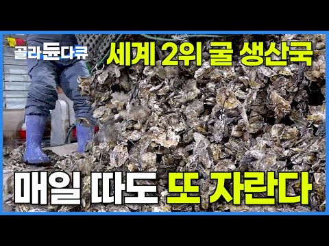 한국 굴이 대단한 이유! 넓게 펼쳐진 900톤 굴 양식장에서 하루 10톤 굴을 따다 생산하는 과정┃양식 굴이 자연산 굴과 큰 차이가 없는 이유┃생굴 양식장┃극한직업┃#골라듄다큐