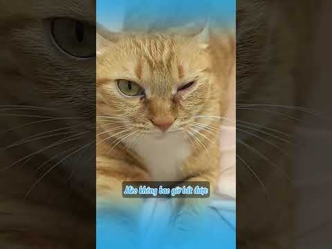 Cảnh báo! đừng để mèo chơi những món này #shots  #mèo #cat #dongvat