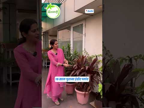 15 साल बेमिसाल 😱😱 #terracegardenindia #gardendesign